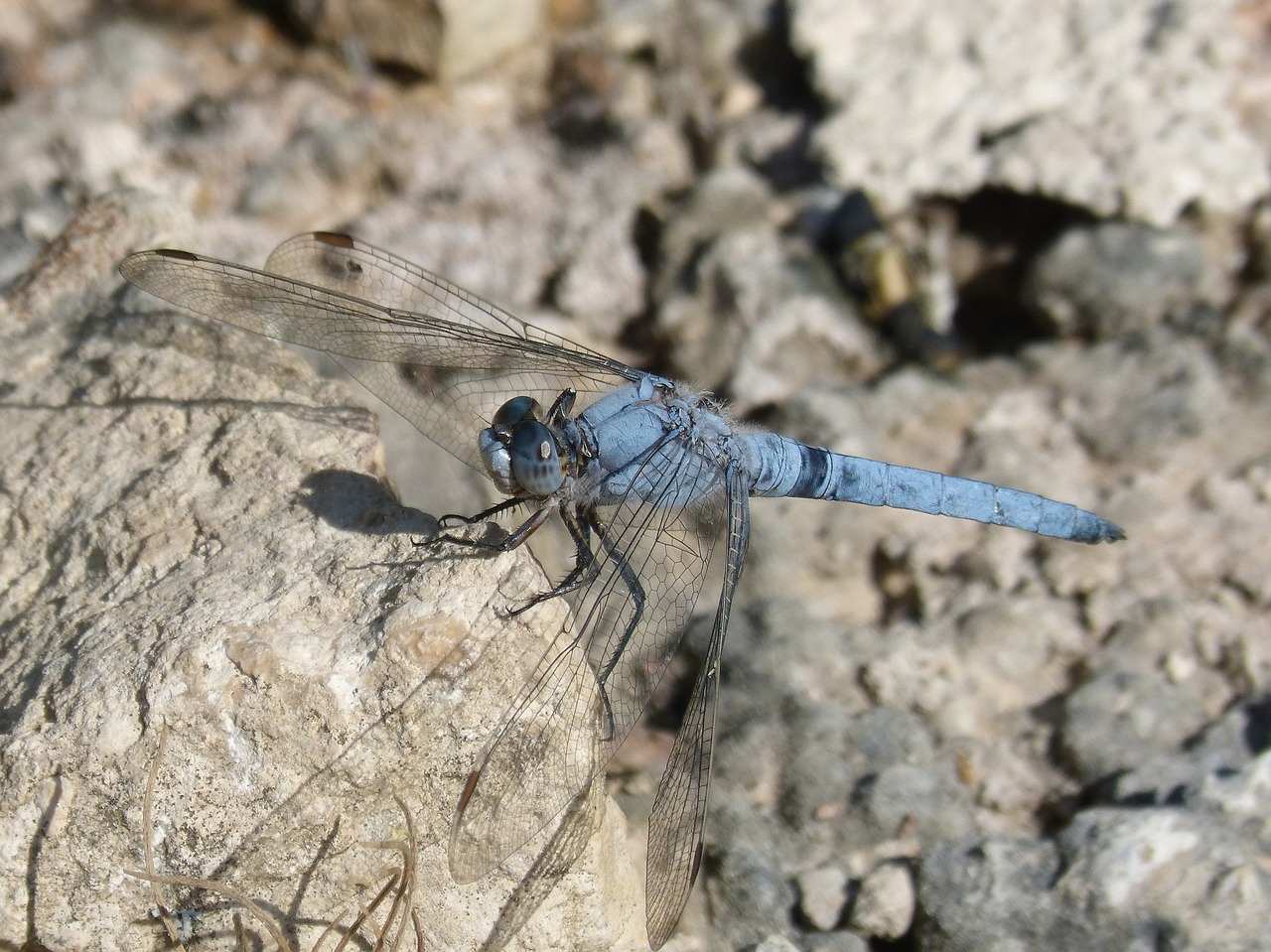 Dragonfly,  Orthetrum Brunneum,  Mėlyna Laumžirgis,  Parot Pruïnos,  Rokas,  Detalė, Nemokamos Nuotraukos,  Nemokama Licenzija