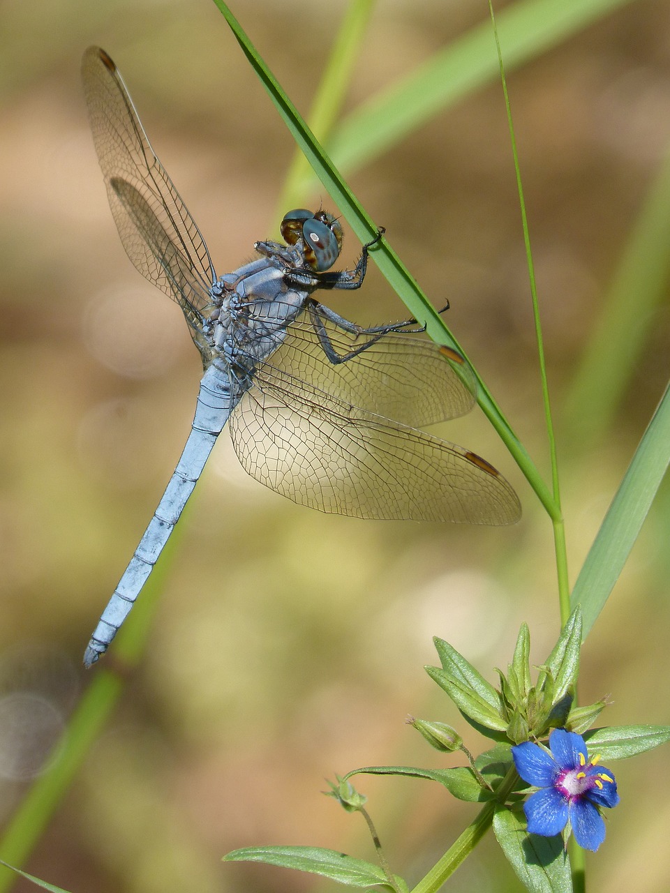 Dragonfly,  Orthetrum Brunneum,  Mėlyna Laumžirgis,  Parot Pruïnos,  Lapų,  Duomenys,  Žaluma, Nemokamos Nuotraukos,  Nemokama Licenzija