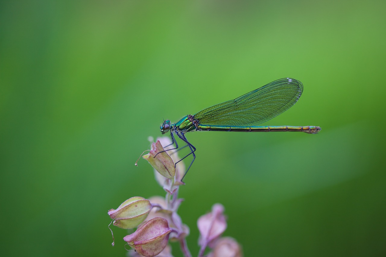 Dragonfly,  Makro,  Vabzdys,  Sparnas,  Iš Arti,  Vasara,  Gyvūnijos Pasaulyje,  Gėlė, Nemokamos Nuotraukos,  Nemokama Licenzija