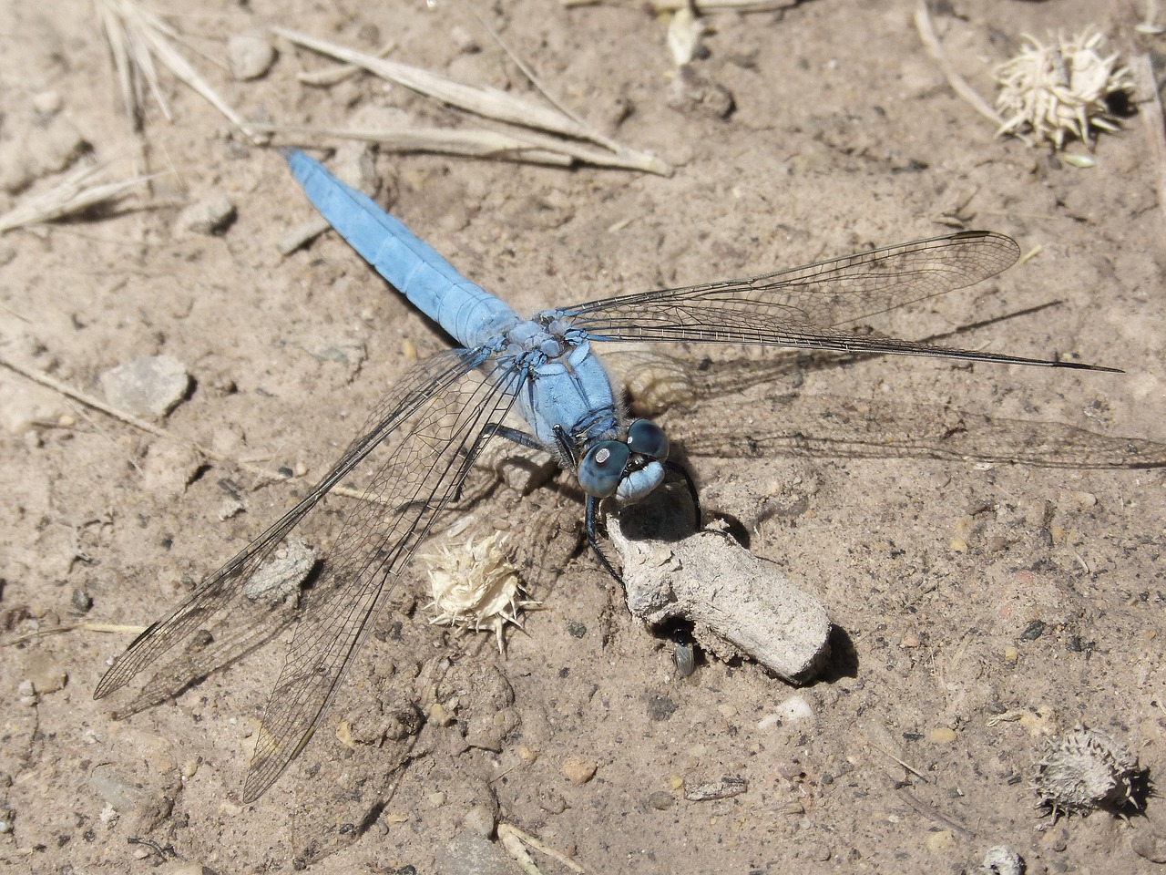 Dragonfly,  Orthetrum Brunneum,  Mėlyna Laumžirgis,  Parot Pruïnos,  Detalė, Nemokamos Nuotraukos,  Nemokama Licenzija