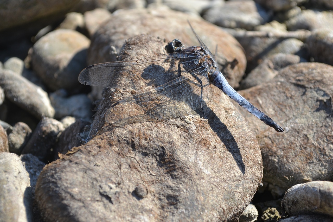 Dragonfly,  Akmuo,  Bankas,  Sparnas,  Pobūdį,  Užtvanka, Nemokamos Nuotraukos,  Nemokama Licenzija