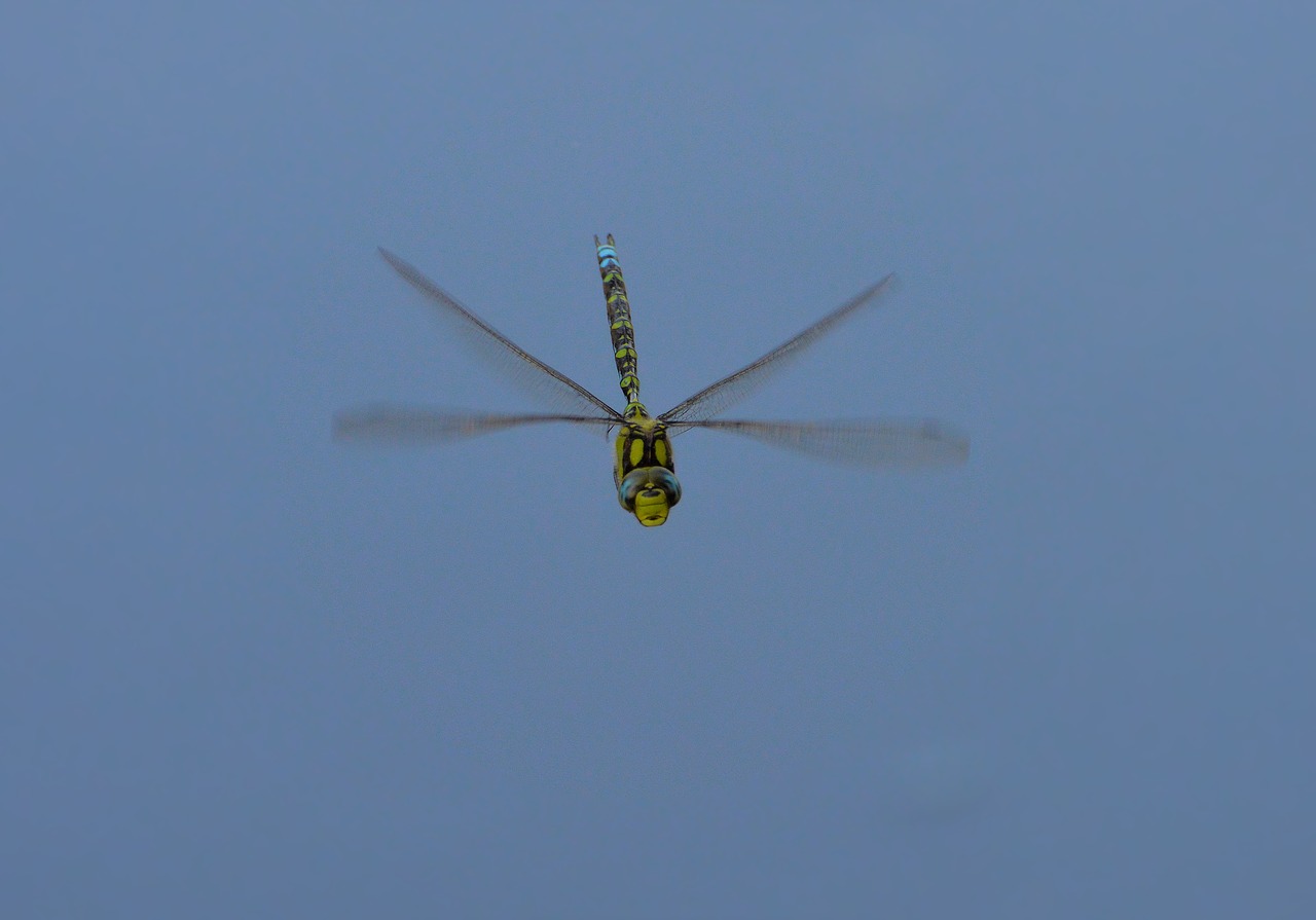 Dragonfly,  Vasara,  Pobūdį,  Dangus, Nemokamos Nuotraukos,  Nemokama Licenzija