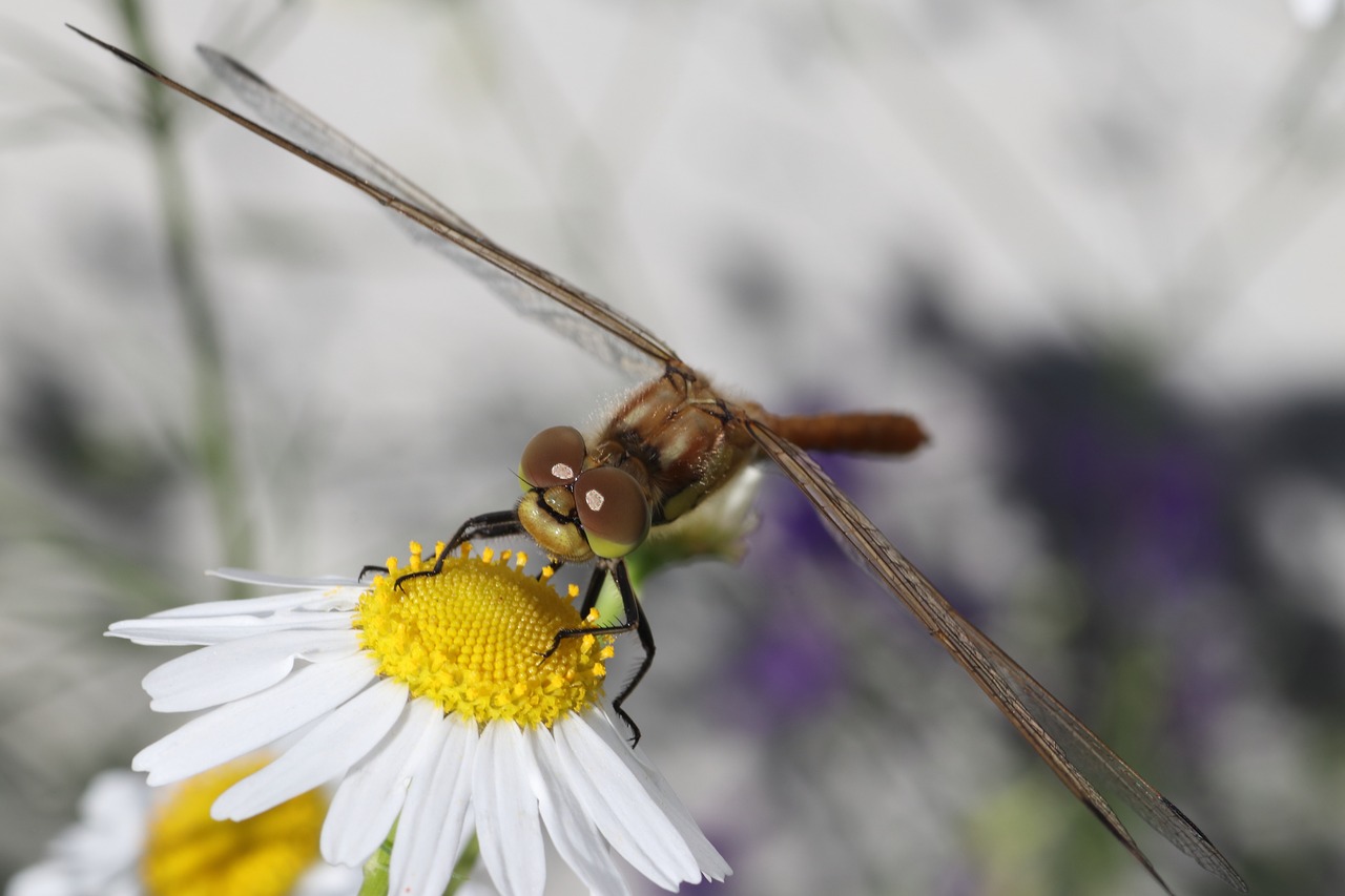 Dragonfly,  Daisy,  Gėlė,  Violetinė,  Makro,  Gražus,  Gyvūnijos Fotografija,  Atvyko, Nemokamos Nuotraukos,  Nemokama Licenzija