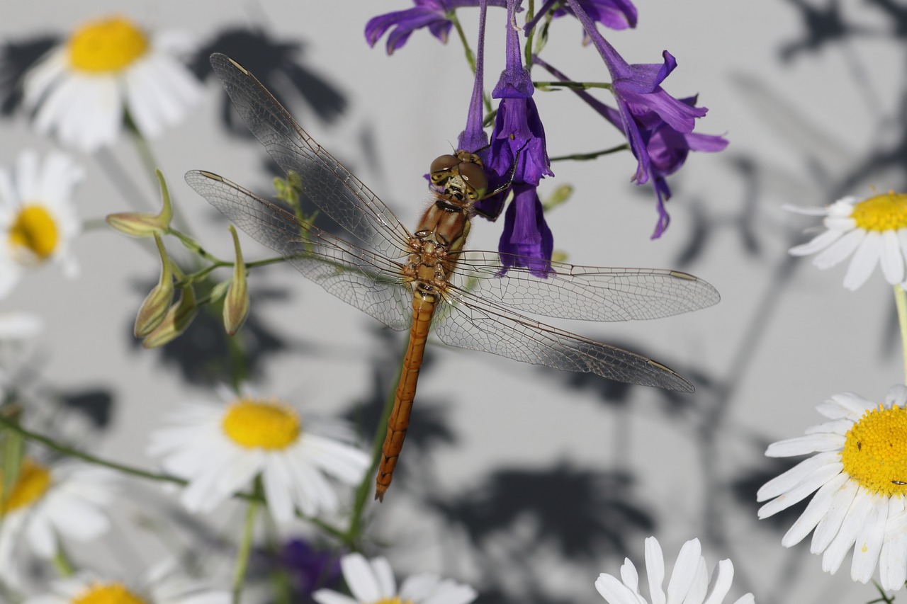 Dragonfly,  Violetinė,  Daisy,  Vabzdys,  Gražus,  Vasara,  Mažai,  Mokestis,  Miestas,  Maskva