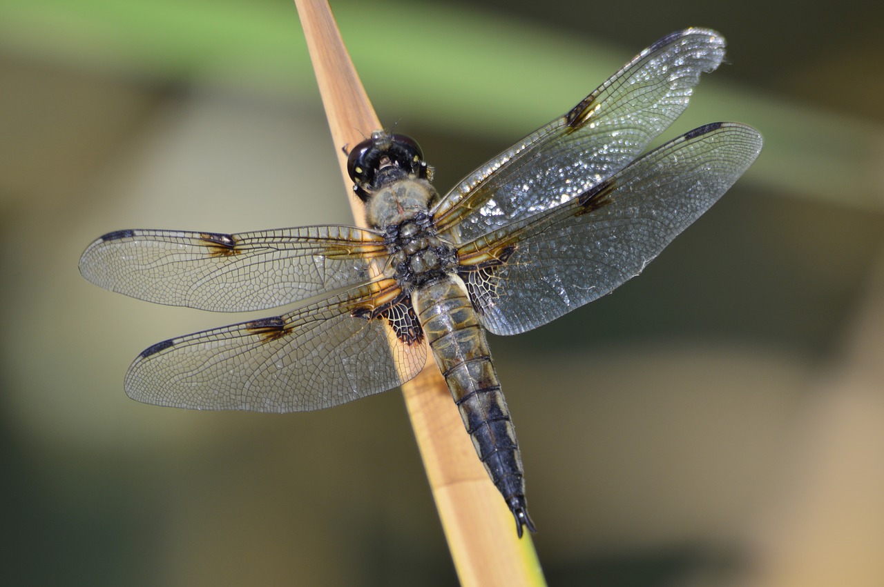 Dragonfly,  Makro,  Pobūdį,  Vasara,  Gyvūnijos Pasaulyje, Nemokamos Nuotraukos,  Nemokama Licenzija