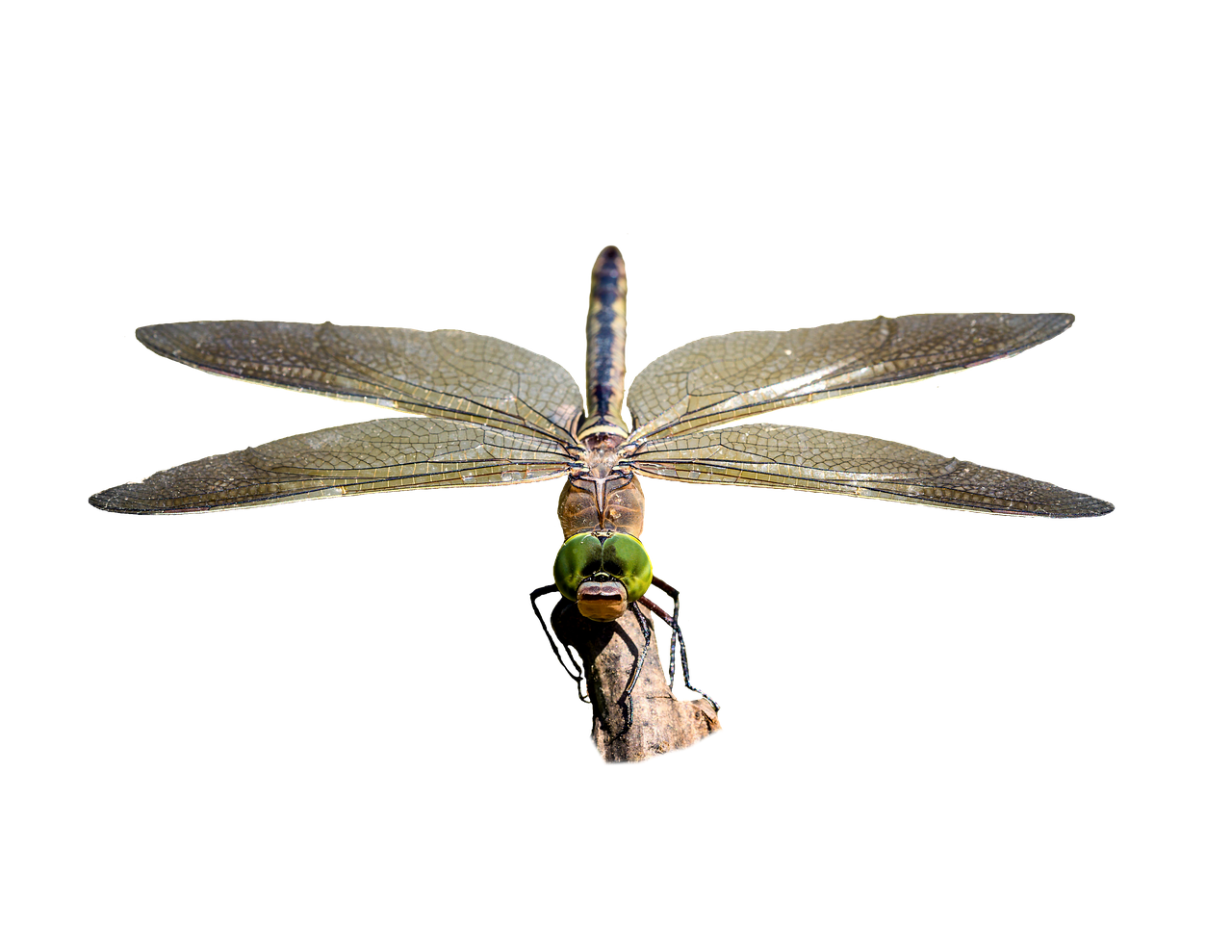 Dragonfly,  Skaidrus,  Vabzdys,  Klaidą, Nemokamos Nuotraukos,  Nemokama Licenzija