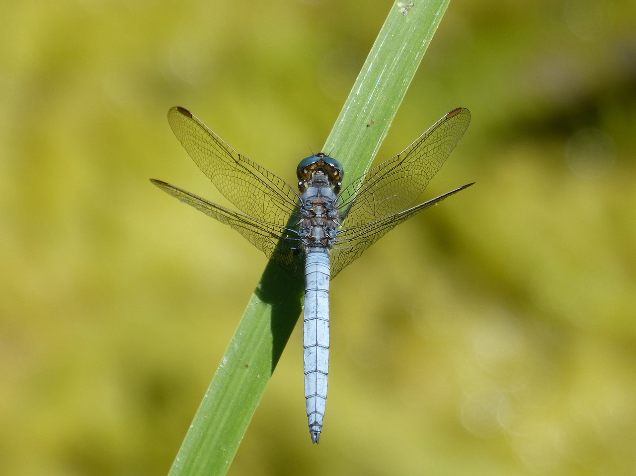 Dragonfly,  Orthetrum Brunneum,  Mėlyna Laumžirgis,  Parot Pruïnos,  Duomenys,  Lapų,  Tvenkinys,  Pelkė, Nemokamos Nuotraukos,  Nemokama Licenzija