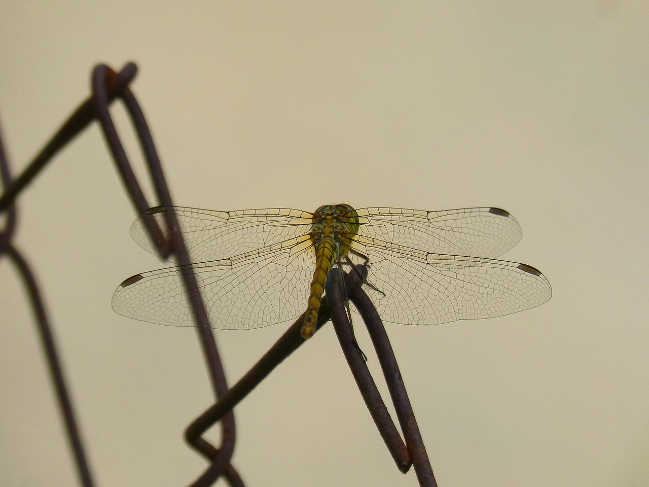 Dragonfly,  Geltonos Laumžirgis,  Sparnuotas Vabzdžių,  Cordulegaster Boltonii,  Grotelės, Nemokamos Nuotraukos,  Nemokama Licenzija