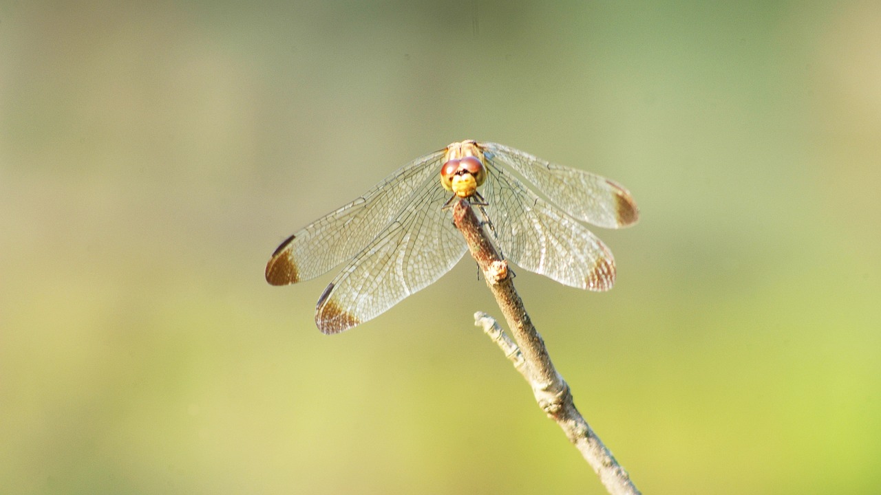 Dragonfly,  Raudona Laumžirgis,  Ruduo,  Vabzdžiai,  Pobūdį,  Sparnas,  Uždaryti,  Sodas,  Korėja,  Šis Tipas