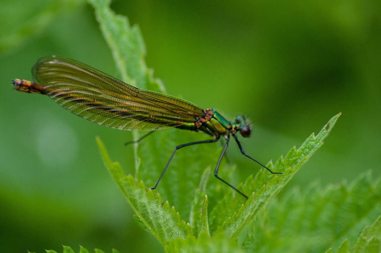 Dragonfly,  Vabzdys,  Pobūdį,  Makro, Nemokamos Nuotraukos,  Nemokama Licenzija