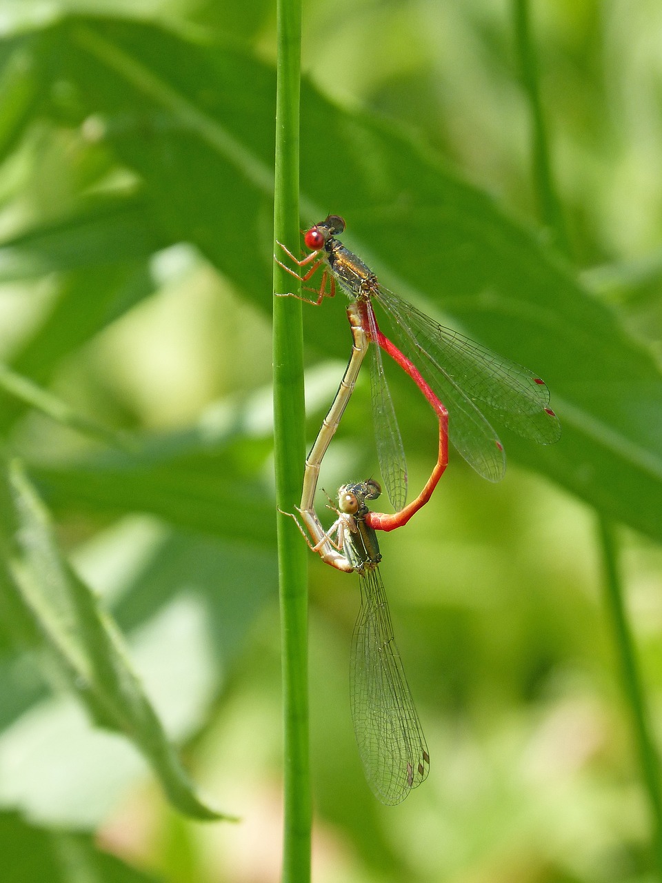 Dragonfly,  Damselfly,  Lapų,  Pyrrhosoma Nymphula,  Ferrer Lova-Juoda,  Žalumos,  Vabzdžių Santykiai,  Vabzdžiai Poravimosi, Nemokamos Nuotraukos,  Nemokama Licenzija