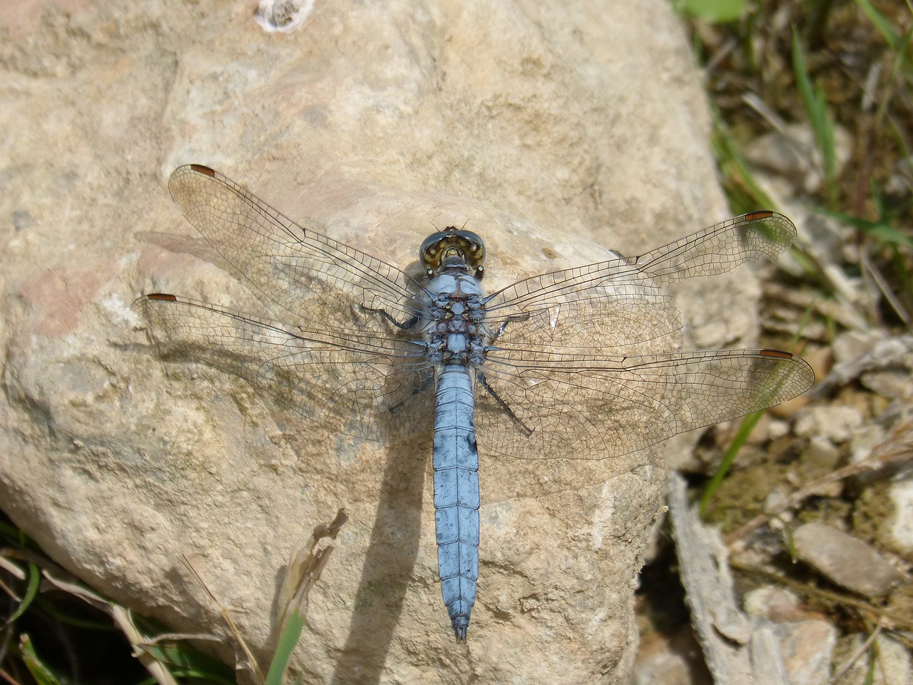 Dragonfly,  Orthetrum Brunneum,  Mėlyna Laumžirgis,  Parot Pruïnos,  Duomenys,  Rokas, Nemokamos Nuotraukos,  Nemokama Licenzija