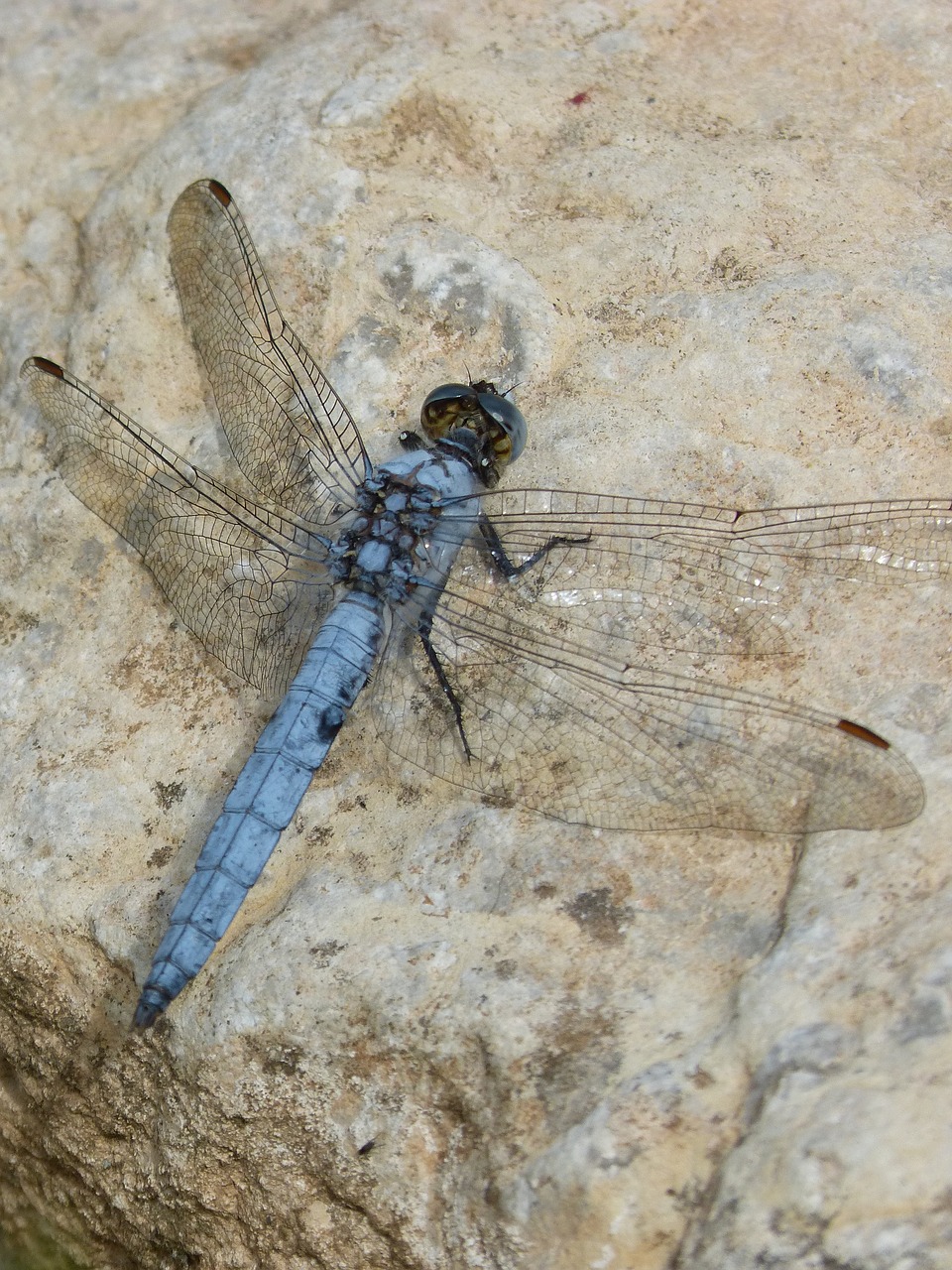 Dragonfly,  Orthetrum Brunneum,  Mėlyna Laumžirgis,  Parot Pruïnos,  Duomenys,  Rokas, Nemokamos Nuotraukos,  Nemokama Licenzija