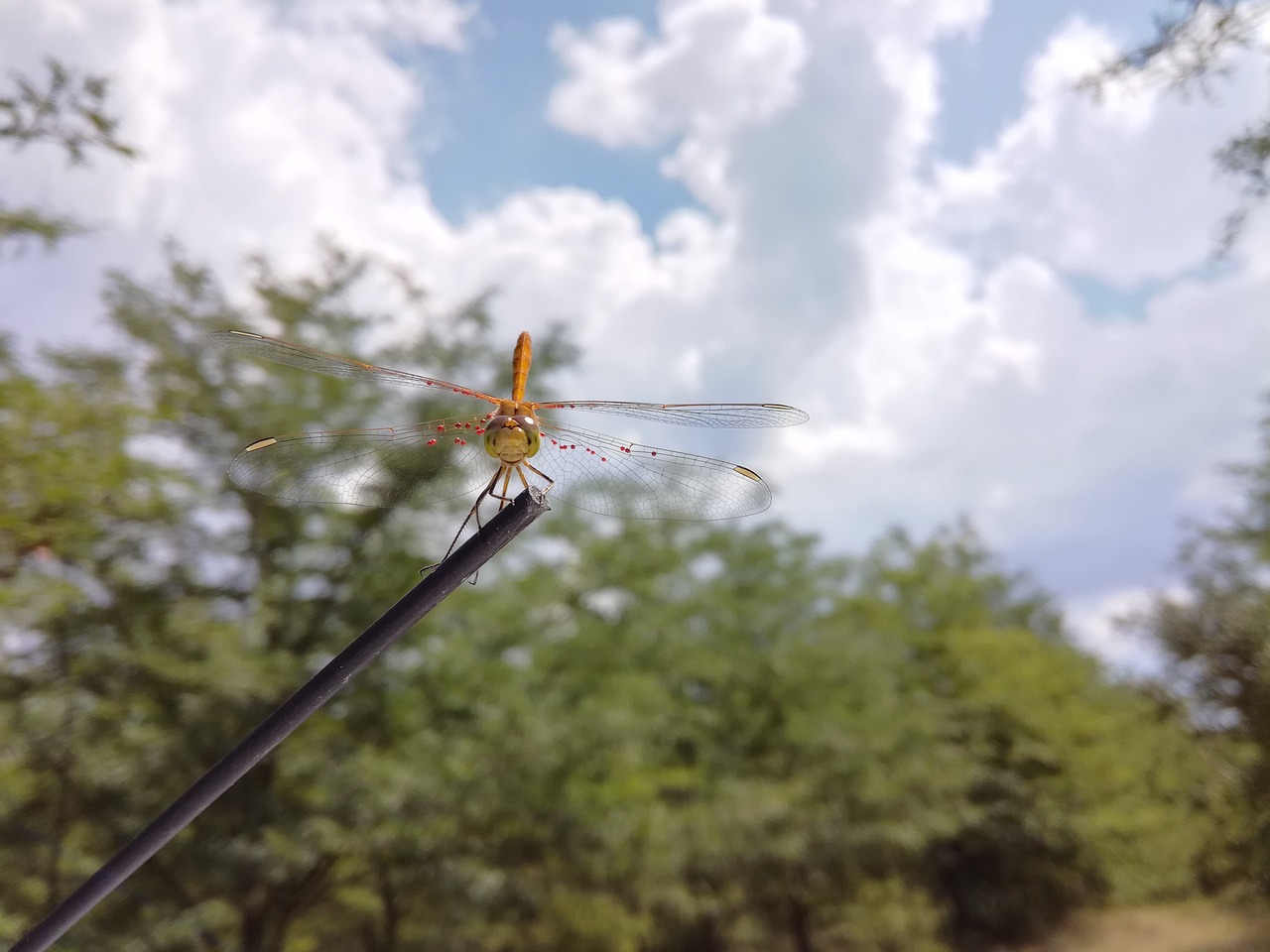 Dragonfly,  Lauko,  Gyvūnijos,  Re,  Vasara,  Vabzdys,  Pobūdį,  Aplinka,  Uždaryti,  Laukinis