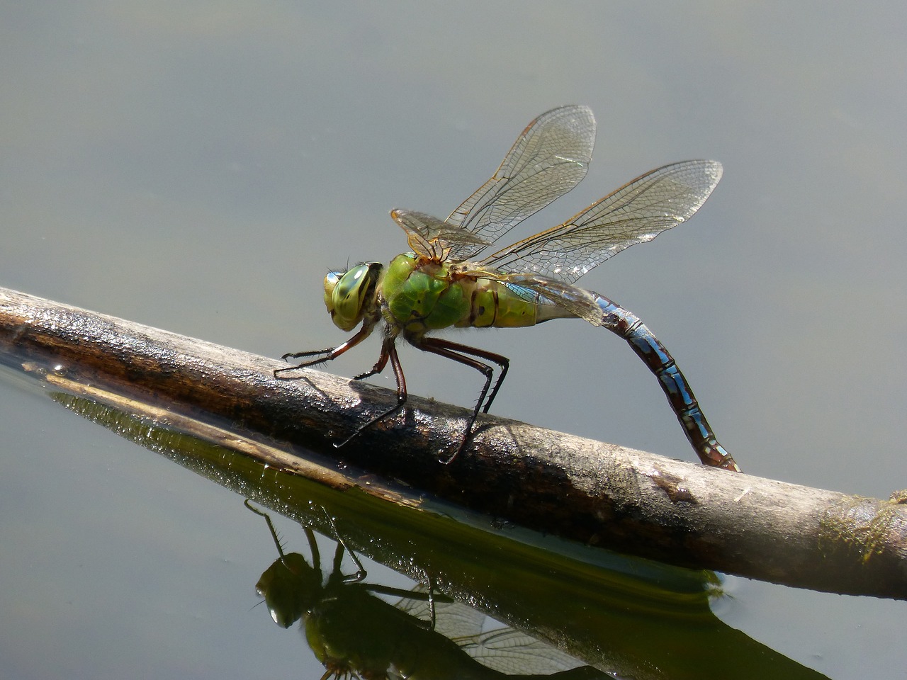 Dragonfly,  Ważka Didelis,  Anax-Ķeizars,  Cukranendrių,  Tvenkinys Upės,  Gluosnis, Nemokamos Nuotraukos,  Nemokama Licenzija