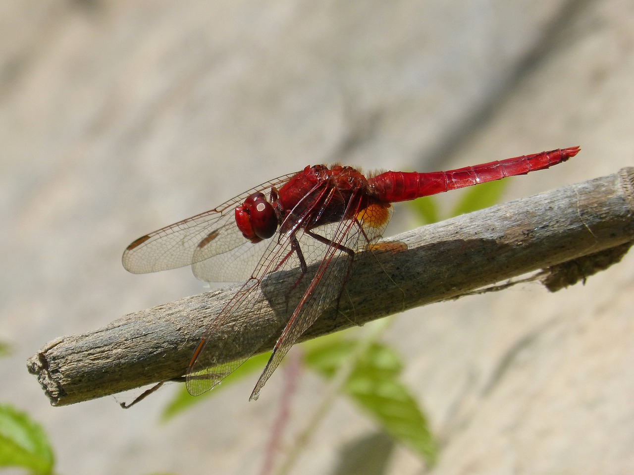 Dragonfly,  Raudona Laumžirgis,  Erythraea Crocothemis,  Cukranendrių,  Tvenkinys,  Sagnador Raudonų Siūlų,  Detalė, Nemokamos Nuotraukos,  Nemokama Licenzija