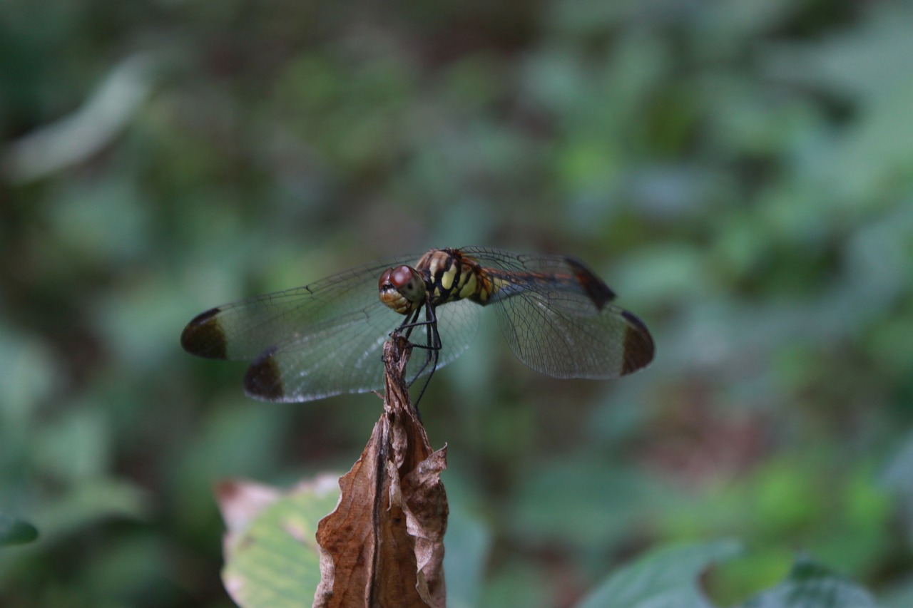 Dragonfly,  Vabzdžiai,  Pobūdį,  Makro,  Sparnas,  Šakelė,  Pritvirtinti, Nemokamos Nuotraukos,  Nemokama Licenzija