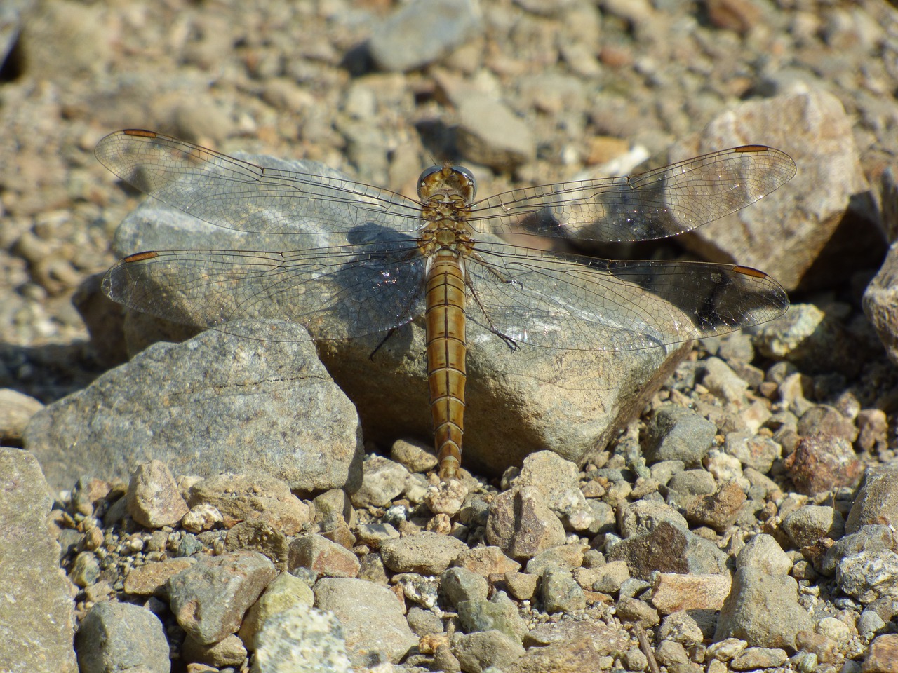 Dragonfly,  Kalnų,  Vasara,  Aišku,  Akmenys,  Vabzdžiai,  Vitosha, Nemokamos Nuotraukos,  Nemokama Licenzija