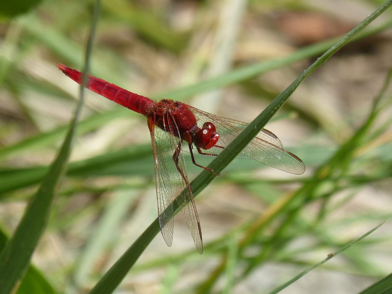 Dragonfly,  Raudona Laumžirgis,  Erythraea Crocothemis,  Lapų,  Tvenkinys,  Sagnador Scarlet, Nemokamos Nuotraukos,  Nemokama Licenzija