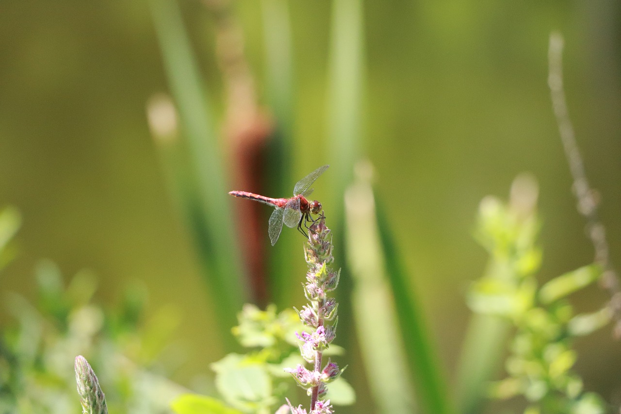 Dragonfly,  Vabzdys,  Žalias,  Gyvūnai,  Vabzdžiai,  Sparnai,  Lapai,  Vasara,  Gamta, Nemokamos Nuotraukos