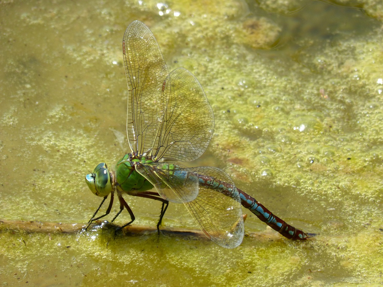 Dragonfly,  Ważka Didelis,  Anax-Ķeizars,  Cukranendrių,  Tvenkinys Upės,  Dumbliai,  Gluosniai,  Šlapias Ass, Nemokamos Nuotraukos,  Nemokama Licenzija