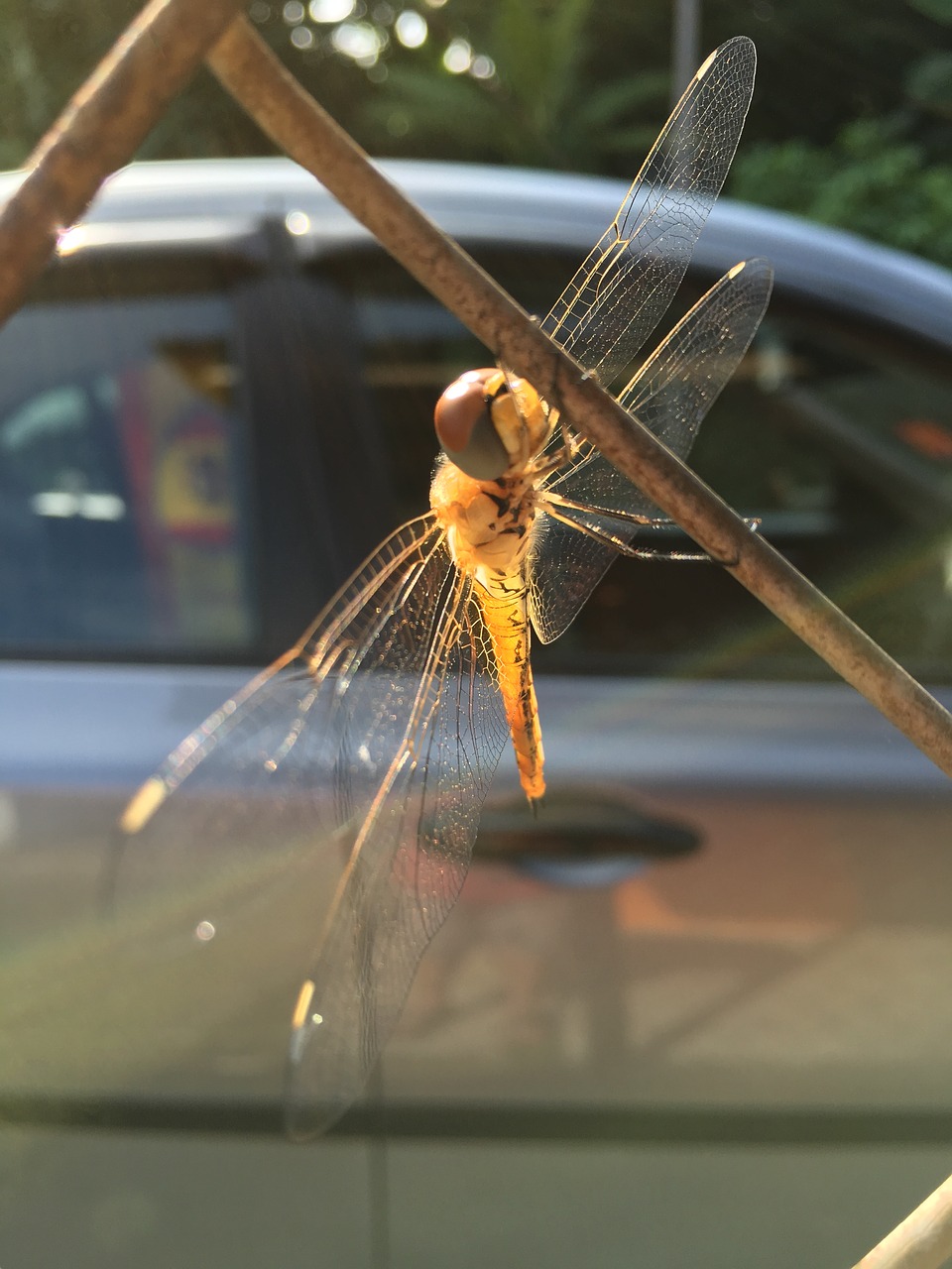 Dragonfly,  Vabzdys,  Tvora,  Pobūdį,  Vasara, Nemokamos Nuotraukos,  Nemokama Licenzija