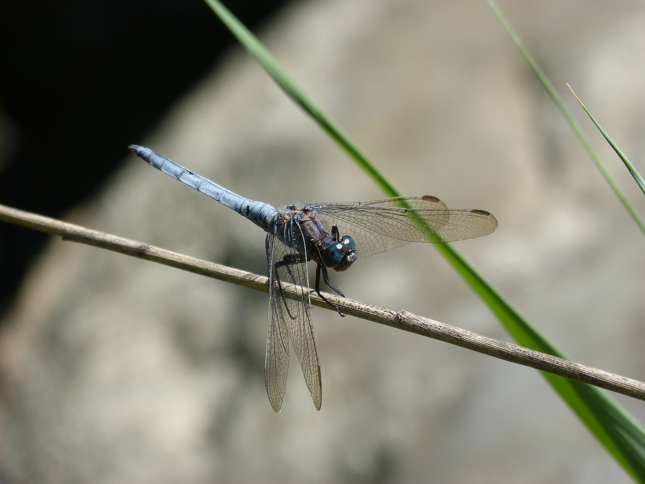 Dragonfly,  Orthetrum Brunneum,  Mėlyna Laumžirgis,  Parot Pruïnos,  Tvenkinys,  Filialas, Nemokamos Nuotraukos,  Nemokama Licenzija