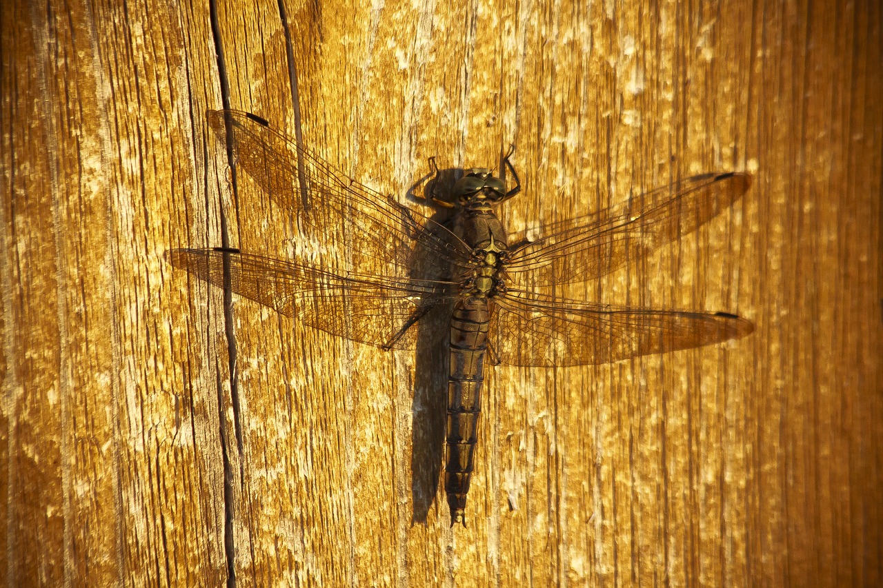 Dragonfly,  Vakaro Šviesa,  Šešėlis,  Pobūdį,  Vabzdys,  Hunter,  Greitai,  Poilsio,  Šilumos,  Mediena