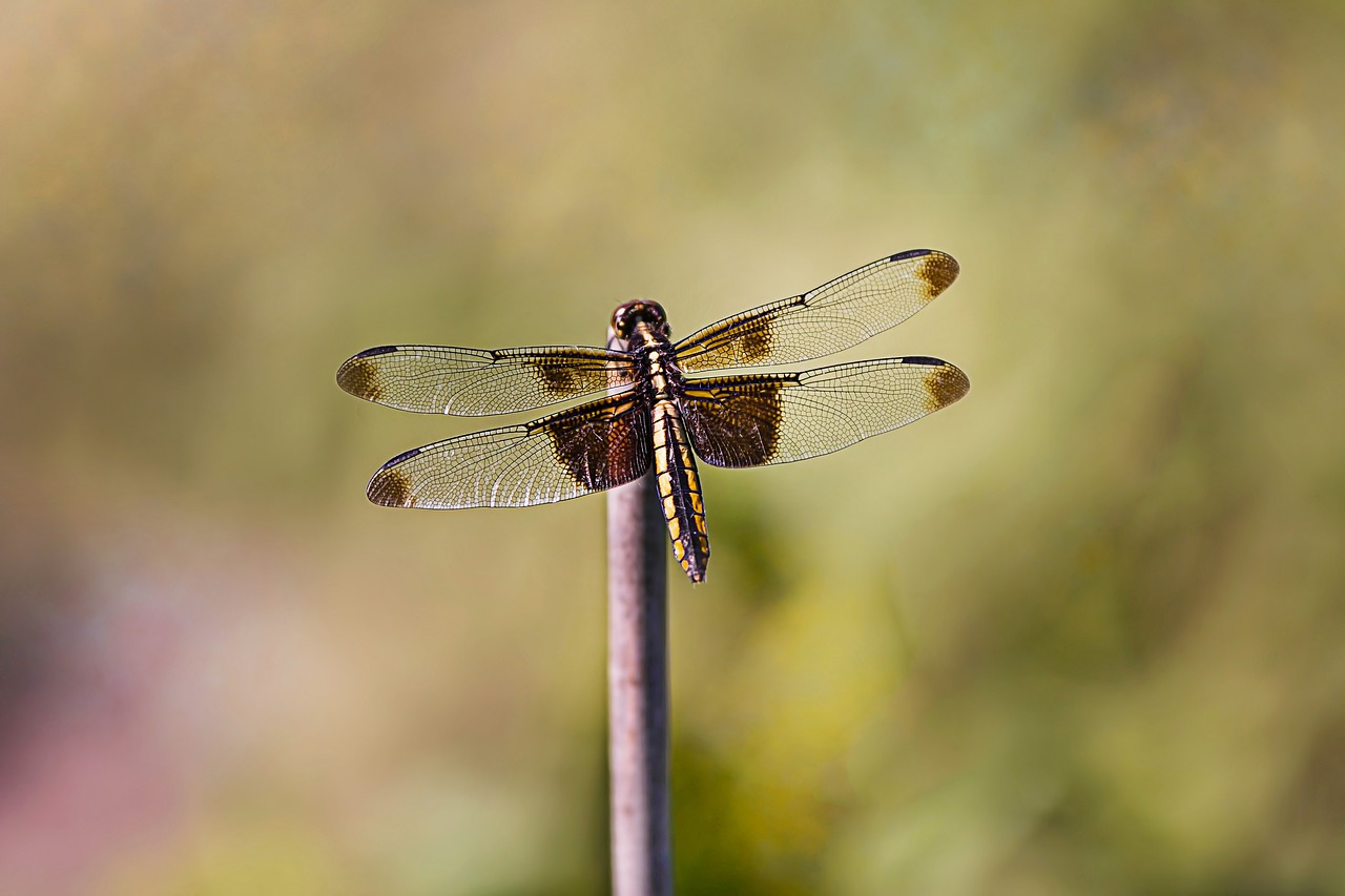 Dragonfly,  Vabzdys,  Pobūdį,  Sparnai,  Re,  Lauke,  Vasara, Nemokamos Nuotraukos,  Nemokama Licenzija