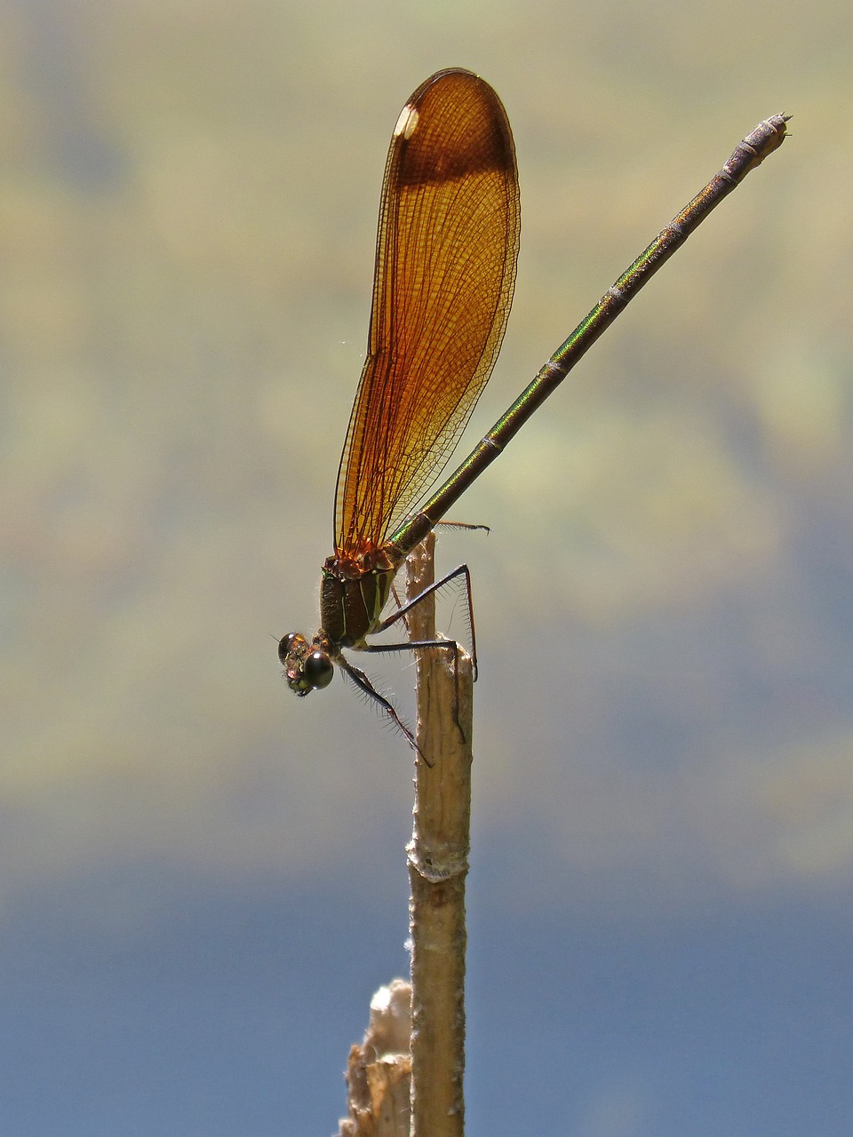 Dragonfly,  Damselfly,  Juoda Laumžirgis,  Calopteryx Haemorrhoidalis,  Grožio,  Vaivorykštės,  Filialas,  Tvenkinys, Nemokamos Nuotraukos,  Nemokama Licenzija