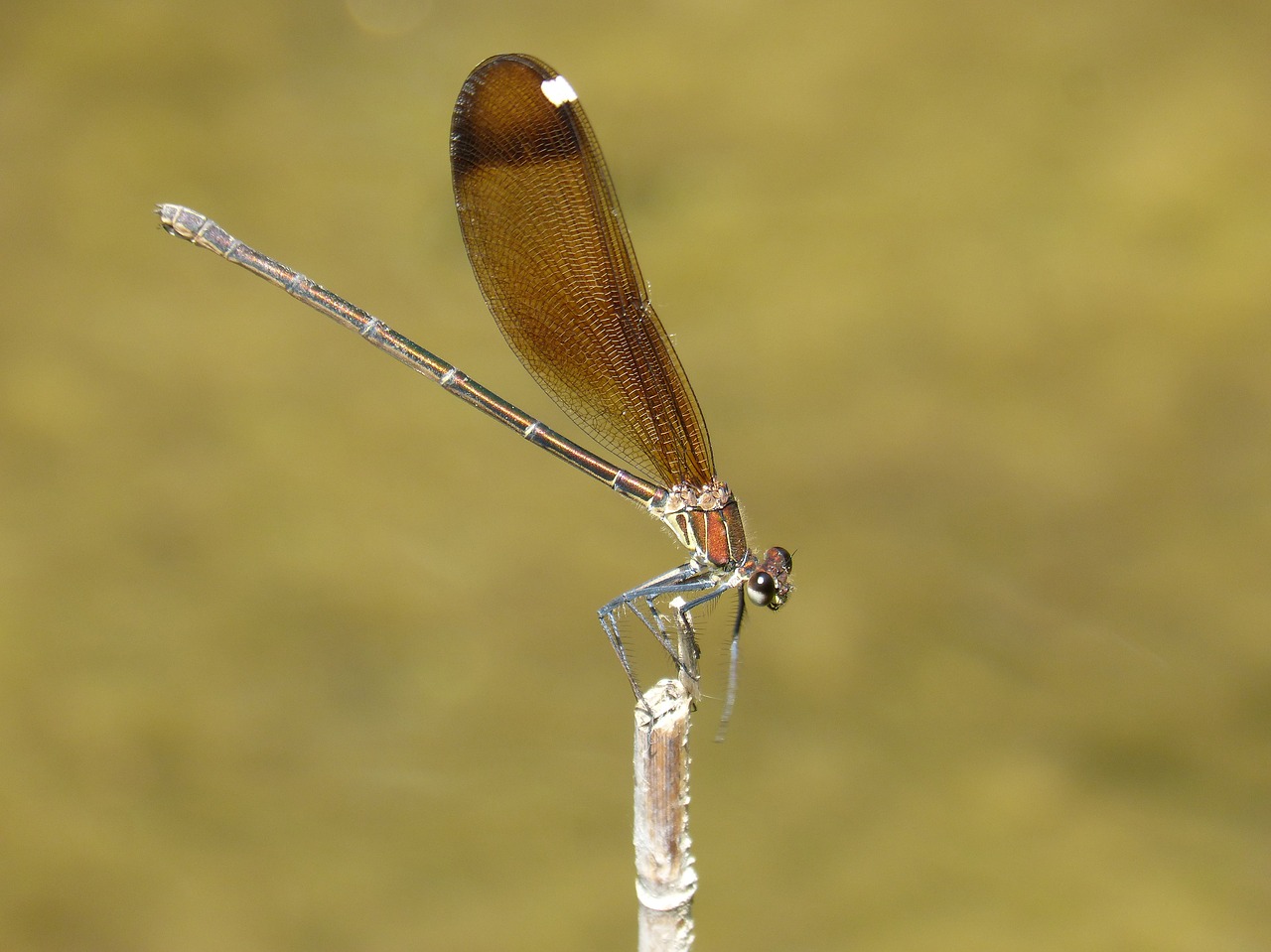 Dragonfly,  Damselfly,  Juoda Laumžirgis,  Calopteryx Haemorrhoidalis,  Grožio,  Vaivorykštės,  Filialas,  Tvenkinys, Nemokamos Nuotraukos,  Nemokama Licenzija