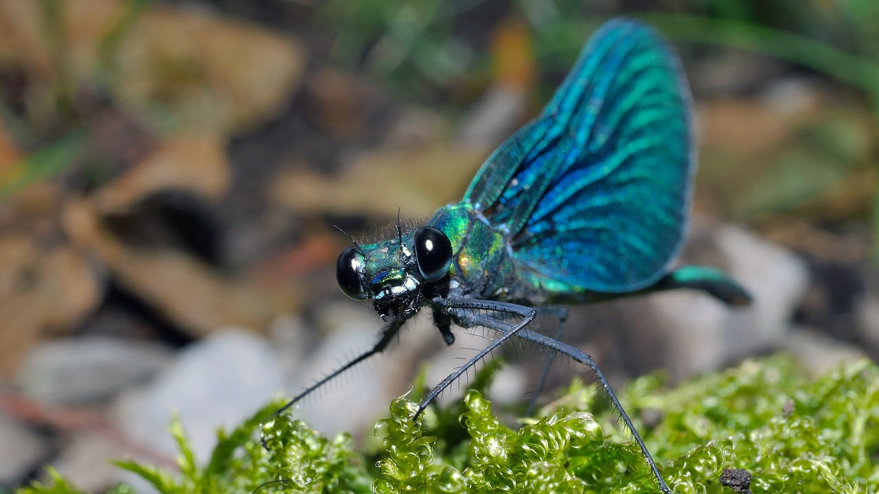 Dragonfly,  Vabzdžiai,  Mėlyna,  Makro,  Gamta, Nemokamos Nuotraukos,  Nemokama Licenzija