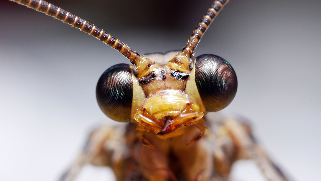 Dragonfly,  Vabzdys,  Makro,  Pobūdį,  Galva, Nemokamos Nuotraukos,  Nemokama Licenzija