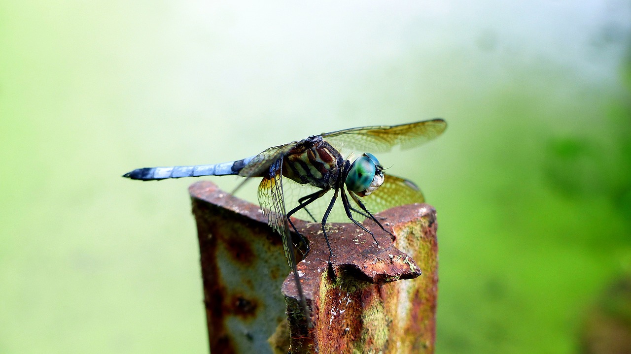 Dragonfly,  Vabzdys,  Žalias,  Mėlyna,  Gyvūnai,  Sparnai,  Laukinių,  Kojos,  Rytas, Nemokamos Nuotraukos