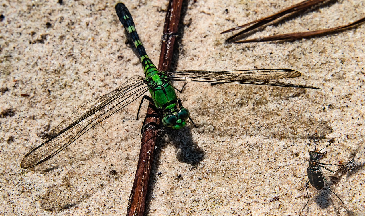 Dragonfly,  Sparnai,  Vabzdys,  Re,  Baltas-Taškuotas Sparnas,  Pobūdį,  Padaras,  Žalias,  Gyvūnijos,  Makro