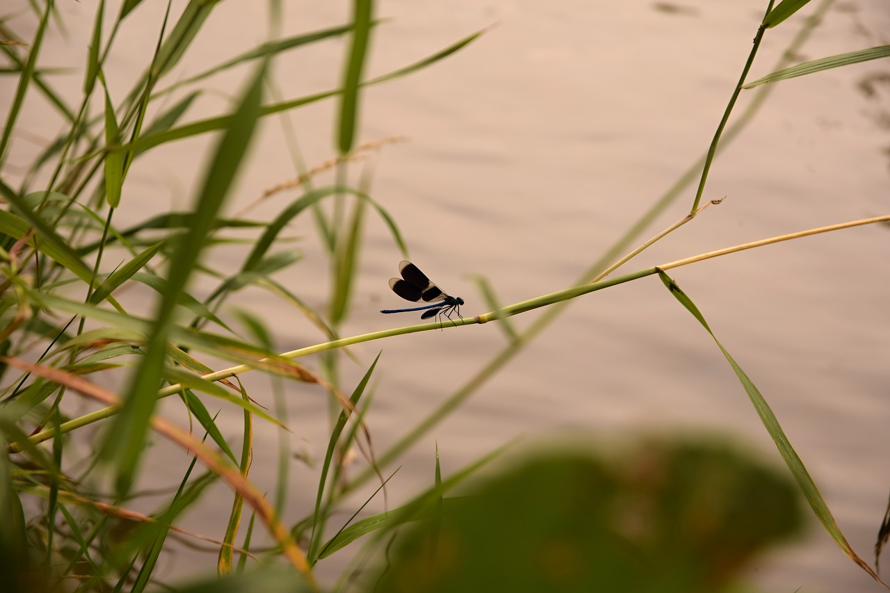 Dragonfly,  Vabzdžiai,  Vandens,  Pobūdį,  Žolė,  Sparnai, Nemokamos Nuotraukos,  Nemokama Licenzija