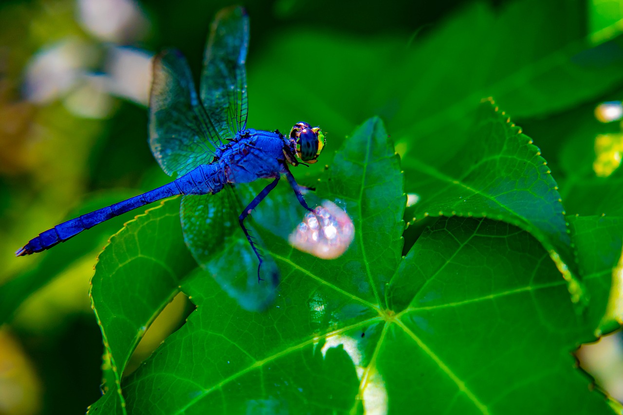 Dragonfly,  Sparnai,  Vabzdys,  Lapai,  Žalias,  Mėlyna,  Pobūdį,  Padaras,  Vasara,  Saulės Spinduliai