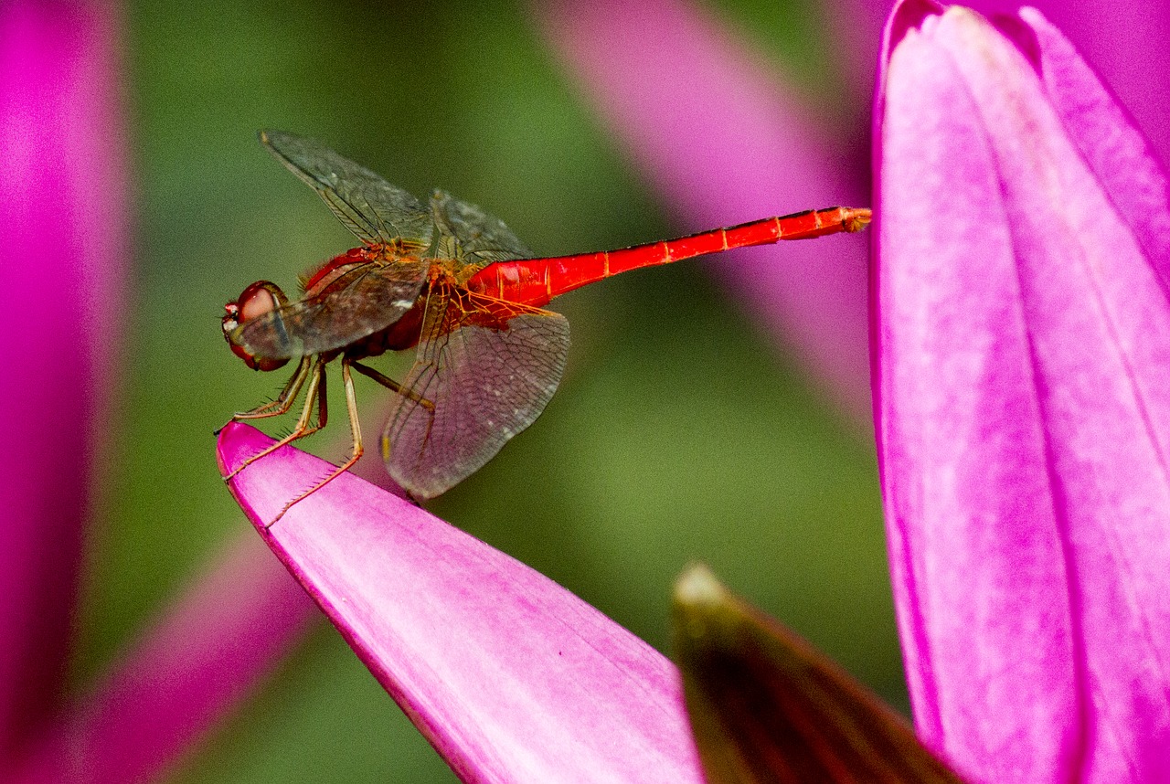 Dragonfly,  Raudona,  Gėlė, Nemokamos Nuotraukos,  Nemokama Licenzija