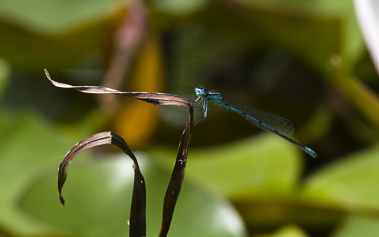 Dragonfly,  Mėlyna,  Tvenkinys,  Iš Arti, Nemokamos Nuotraukos,  Nemokama Licenzija