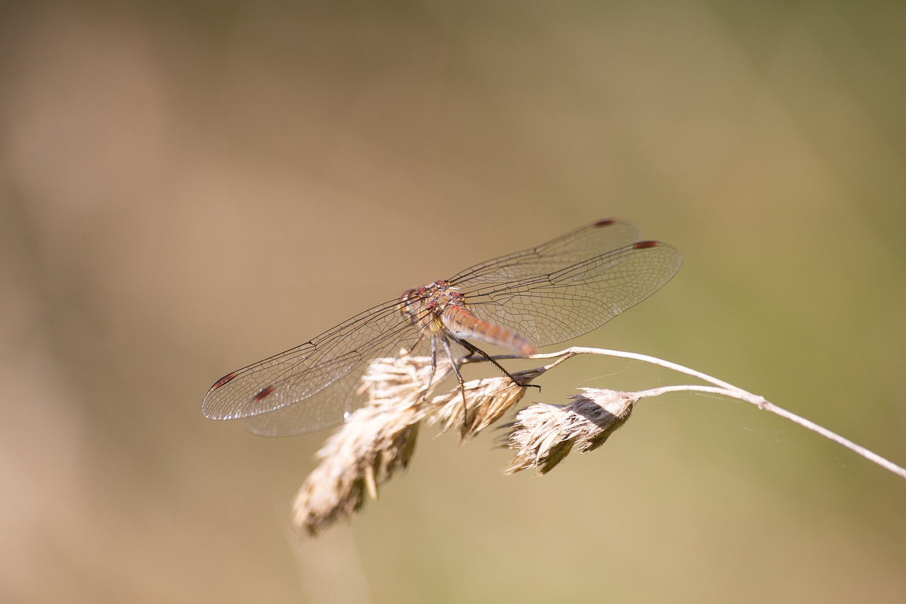 Dragonfly,  Vabzdys,  Pobūdį,  Makro,  Žalias,  Sparnas,  Gyvūnas,  Vasara,  Akių,  Iš Arti