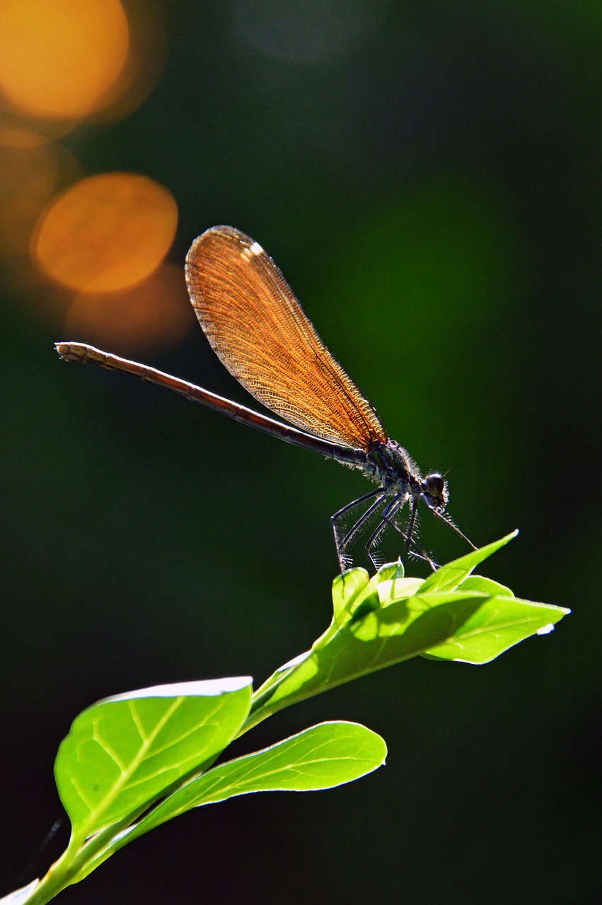 Dragonfly,  Vabzdys,  Pobūdį,  Gyvūnai,  Žalias,  Sparnai,  Sparnas,  Ryte,  Galva,  Kojos