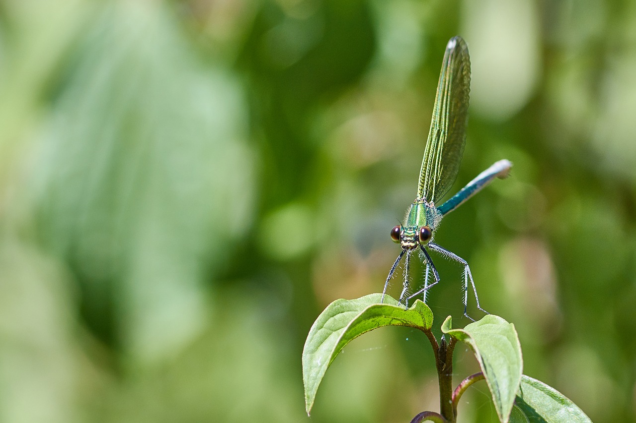 Dragonfly,  Augalų,  Sparnas,  Vasara,  Lapų,  Makro,  Vabzdys,  Tvenkinys,  Žiedas,  Žydėjimas