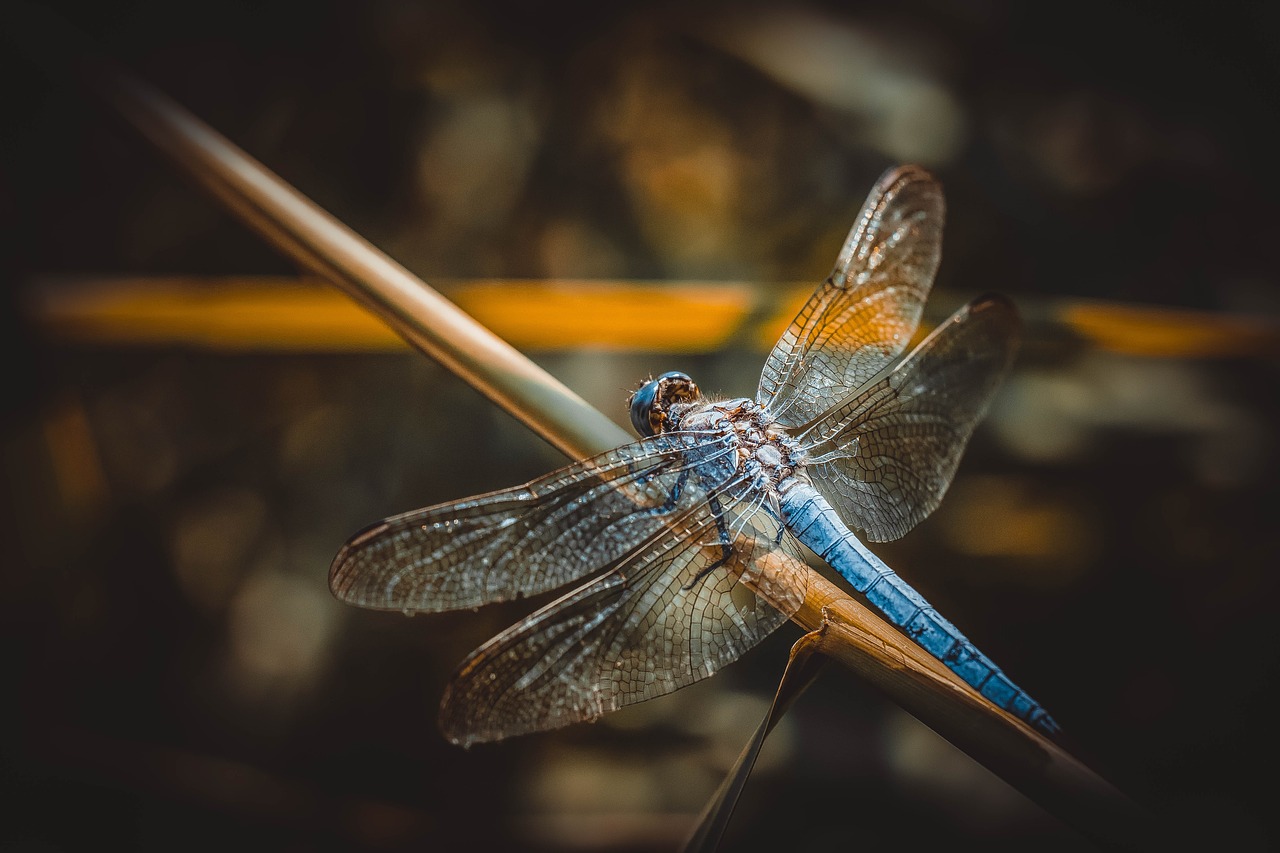 Dragonfly,  Vabzdys,  Makro,  Pobūdį,  Sparnai,  Mėlyna,  Vasara,  Laukinių,  Lapai,  Rytas