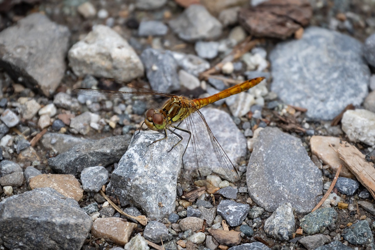 Dragonfly,  Darter Sympetrum,  Vabzdys,  Sparnas,  Skrydžių Vabzdžių,  Laumžirgis,  Pobūdį,  Filigranas, Nemokamos Nuotraukos,  Nemokama Licenzija