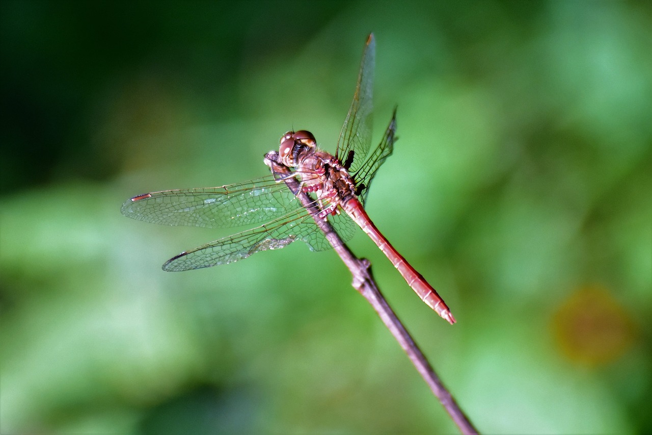 Dragonfly,  Sparnai,  Vabzdys, Nemokamos Nuotraukos,  Nemokama Licenzija