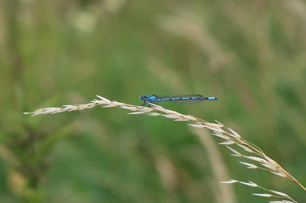 Dragonfly,  Mėlyna,  Gamta, Nemokamos Nuotraukos,  Nemokama Licenzija