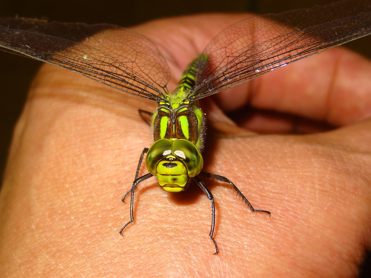 Lazda, Partenoopa, Anax Imperatorius, Ranka, Vabzdys, Demoiselle, Uždaryti, Makro, Nemokamos Nuotraukos,  Nemokama Licenzija