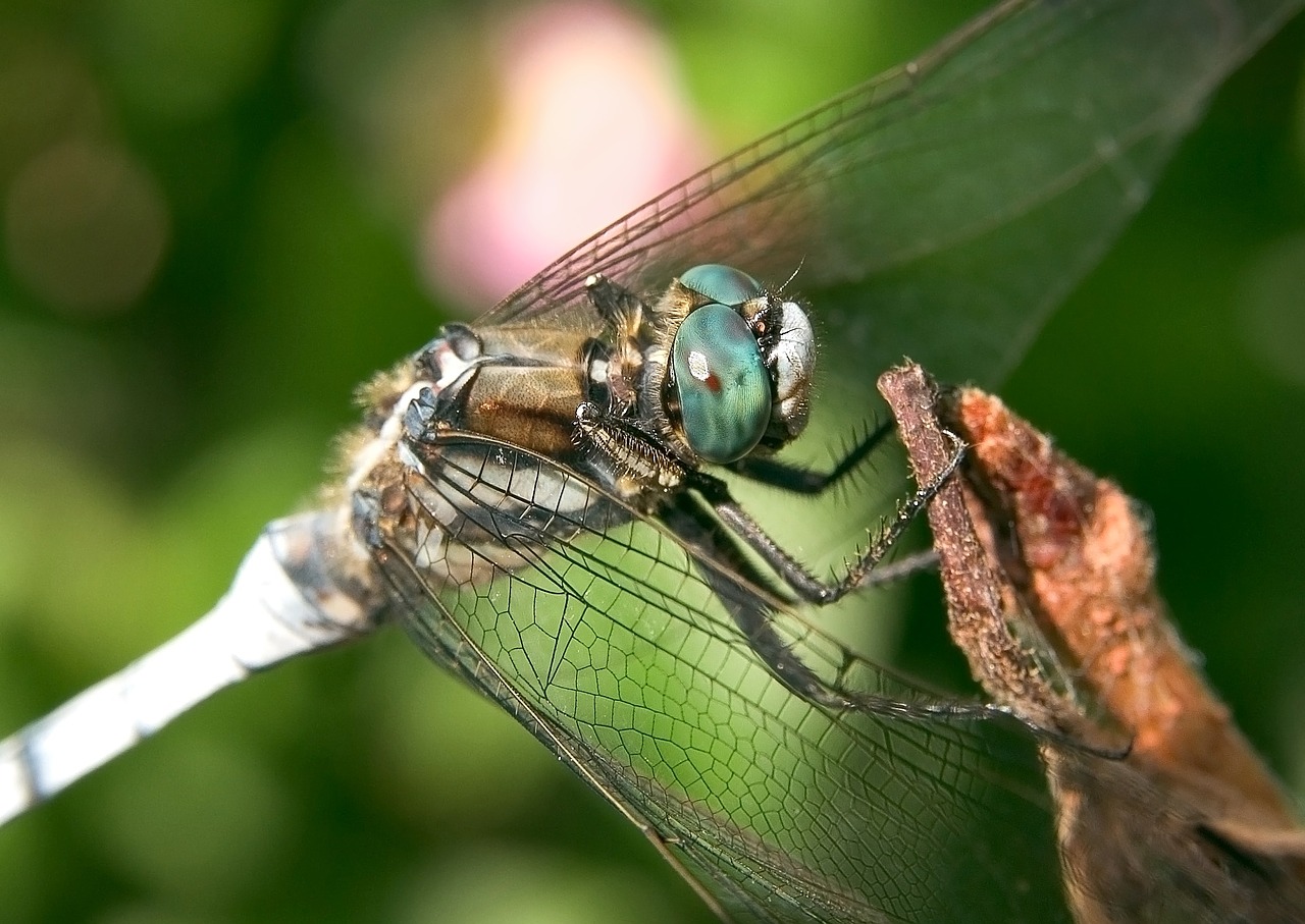 Lazda, Baltos Dygliuotos Skimmer, Vabzdys, Bendras Skimeris, Orthetrum Albistylum, Klaida, Makro, Sparnai, Akys, Augalas