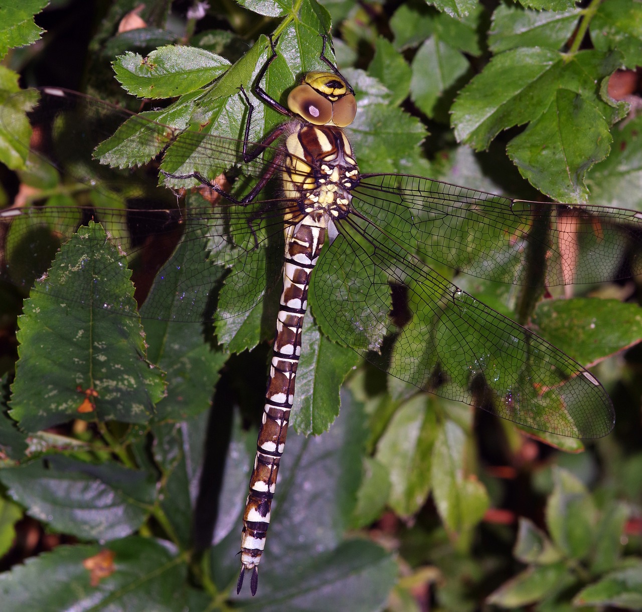 Lazda,  Vabzdys,  Pietus,  Hawker,  Gamta,  Uk,  Plėšrūnas,  Vasara,  Geltona, Nemokamos Nuotraukos