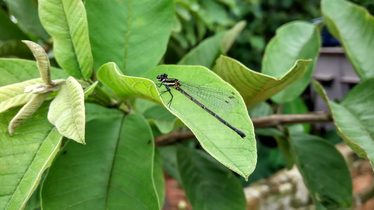 Dragonfly,  Incept,  Gamta,  Rajat Malkar, Nemokamos Nuotraukos,  Nemokama Licenzija